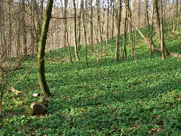Bärlauch Wald