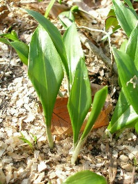 Kleine Brlauch-Pflanzen